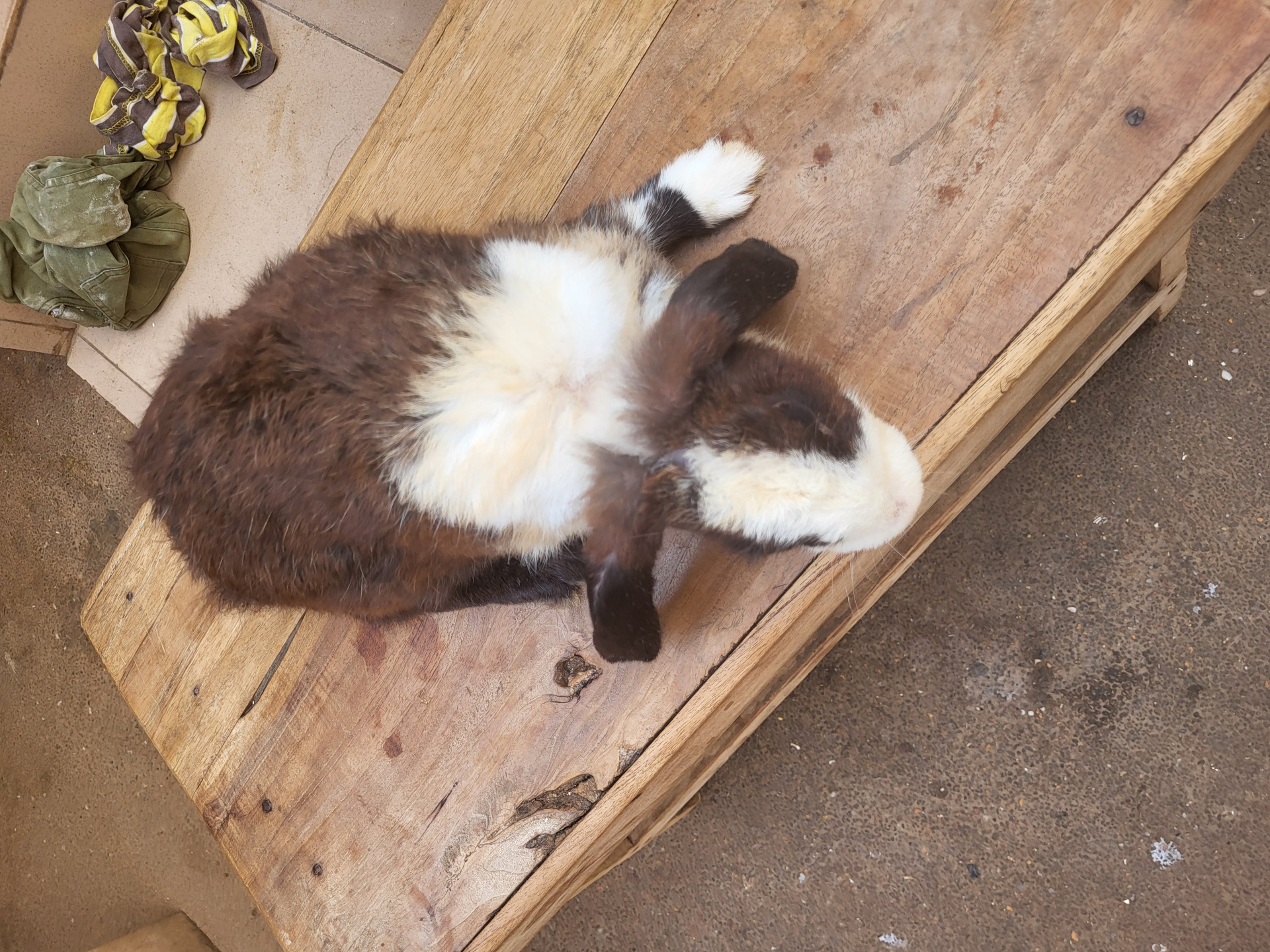 Ce sont des lapins